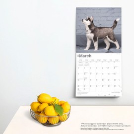 Siberian Husky Puppies | 2025 12 x 24 Inch Monthly Square Wall Calendar | Plastic-Free | BrownTrout | Animal Dog Breeds