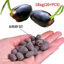 80+Pcs Mix Bonsai Bowl Lotus Stones, Water Lilys Flower Plant, Lotus Seeds for Planting Water Features Mixed Color  Pot Garden Decorative Pink - Size: 1Bag(20+PCS)