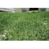 The Jonsteen Company Giant Sequoia | Small Tree Seedling |