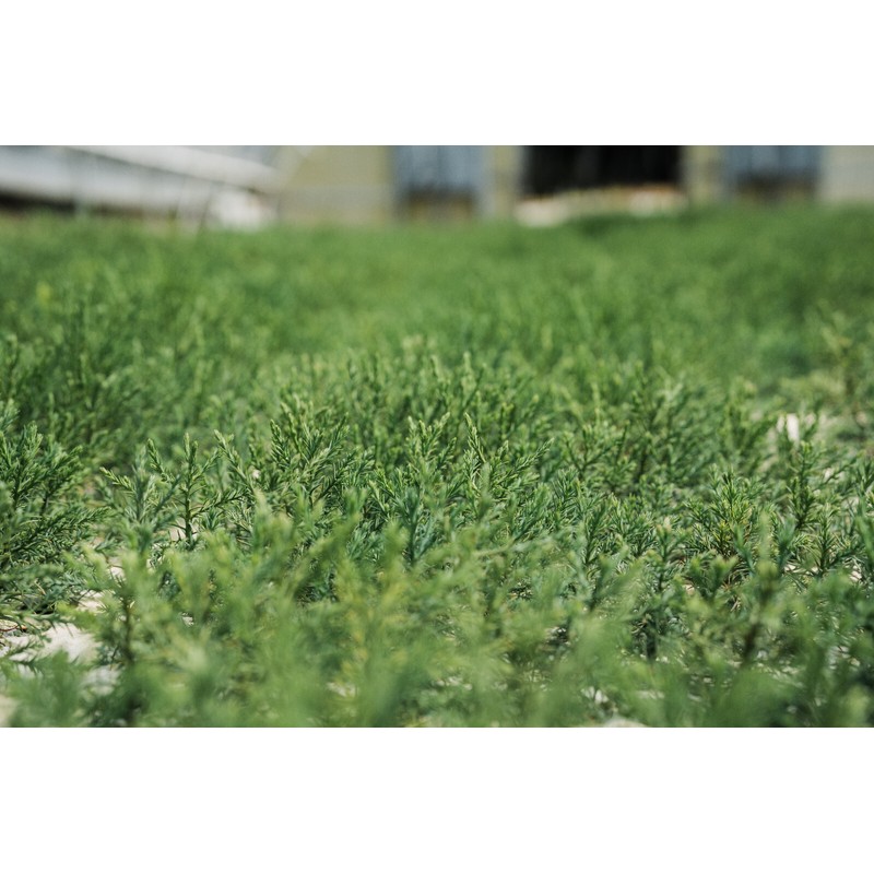 The Jonsteen Company Giant Sequoia | Small Tree Seedling |