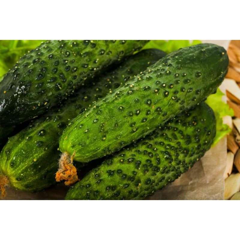 Seeds4planting - Seeds Rare Cucumber Titus F1 45 Days Vine