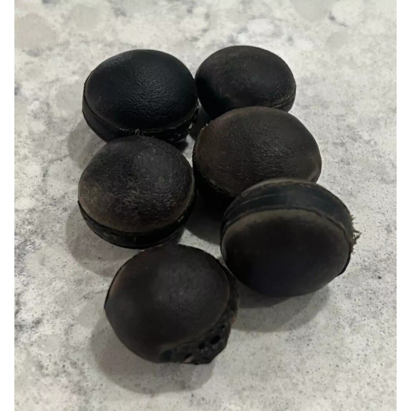 6 bulls eye seed, religion ifa, 6 semilla de Ojo