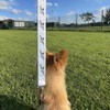 'Seagull In Flight' Dog Lead/Leash (DL00016641)
