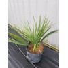 Northeast Ohio Palm Trees Sabal Minor Palm Tree, Large 7