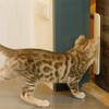 Pet Door Stopper Adjustable Door Strap Pet Gates Cat Door