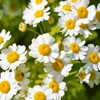 Outsidepride Feverfew Chrysanthemum Seeds - 5000 Pcs. Perennial, Drought Tolerant