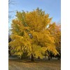 MAIDENHAIR TREE Ginkgo Biloba - 6+ SEEDS, Fresh 2024