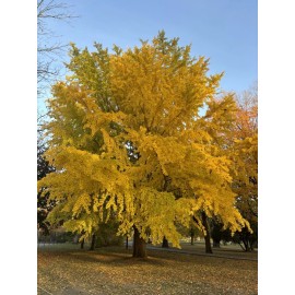 MAIDENHAIR TREE Ginkgo Biloba - 6+ SEEDS, Fresh 2024