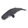 Realistic Sperm Whale Replica Simulated Marine Animal Model Educational Collector