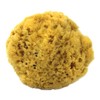 100% Natural Sea Sponge 5-6" by Spa Destinations"Creating The In