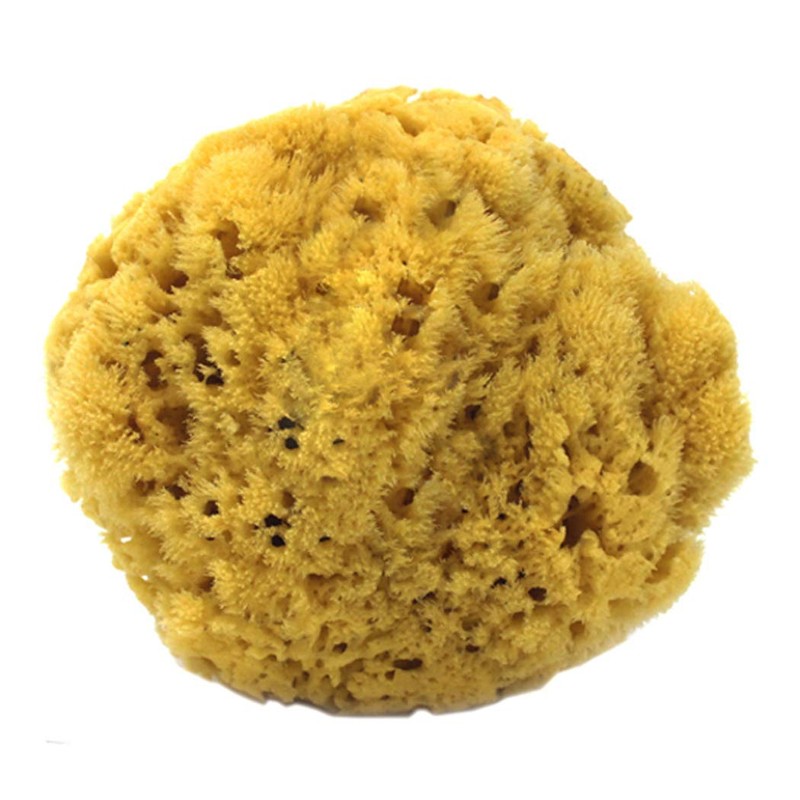 100% Natural Sea Sponge 5-6" by Spa Destinations"Creating The In
