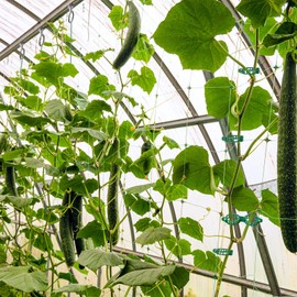 Apragaz Greenhouse Accessories with Aluminium Cropped Head Greenhouse Bolts, Nuts, Rings, and Green Plant Clips, Creating Suspension Anchors Point In Glazed Steel Channels for Climbing Plants(15 pack)