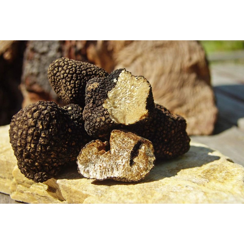 KIRA SEEDS - Black Truffle Mushrooms Spores - Heirloom -