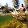 Wooden Large Artificial Popper Fish Lure Topwater Simulation Bait Sea