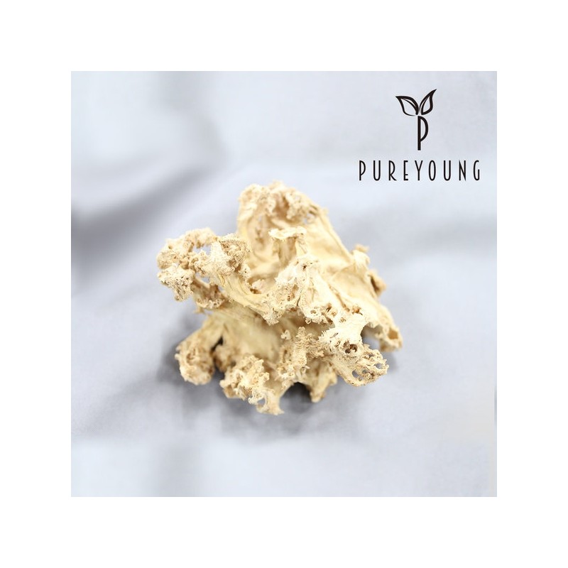 Flower Mushrooms 100g Snowflake Domestic / 꽃송이버섯 100g 눈꽃송이 국내산