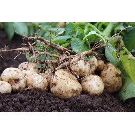 COOL BEANS N SPROUTS Jicama Thai Seeds, (Thai Variety), Asian Variety of Jicama. Seeds for planting. - 25 Seeds