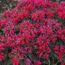 Toadstool Seeds 100 Cherry Pops Bee Balm Seeds Flowers Seed Bloom Hummingbird Flower Seeds 1326