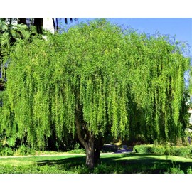HPGS 10 Seeds - Mayten ""Weeping Green Shower"" Tree Seeds | Maytenus boaria Rare Willow Like, Green, Red, Yellow