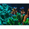 Perfect Corals Aminos Plus - Amino Acids & Essential Vitamins