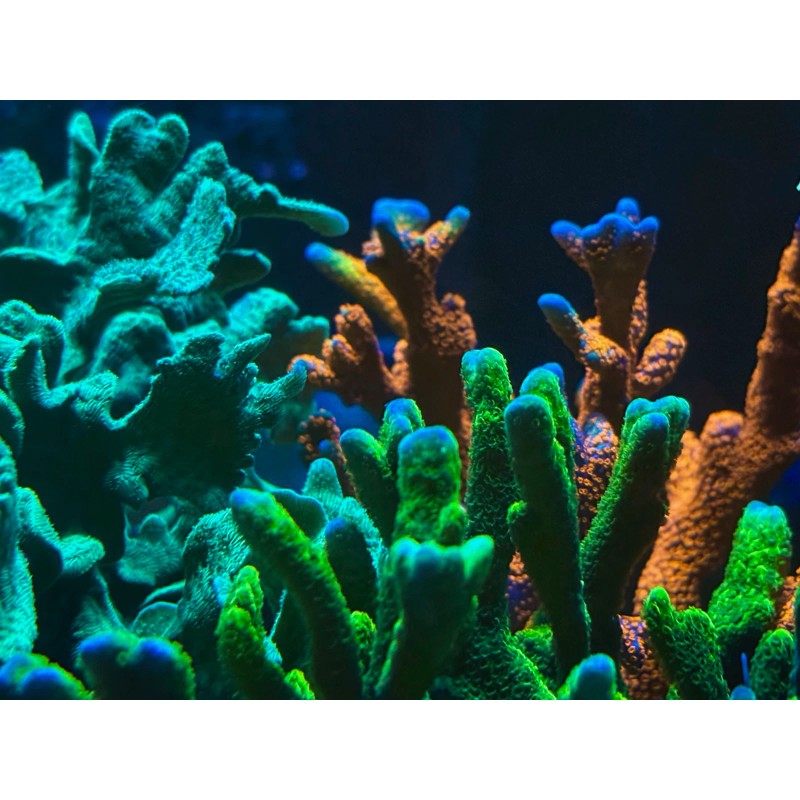 Perfect Corals Aminos Plus - Amino Acids & Essential Vitamins