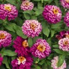 Outsidepride Zinnia Zahara Double Raspberry Ripple Flower Seeds - 50