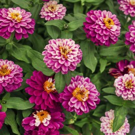Outsidepride Zinnia Zahara Double Raspberry Ripple Flower Seeds - 50 Seeds