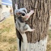 フクロモモンガ 牽引ロープ 小動物 モモンガ ハーネス リードセット ハムスター牽引ロープ 爬虫類 ハムスター お散歩