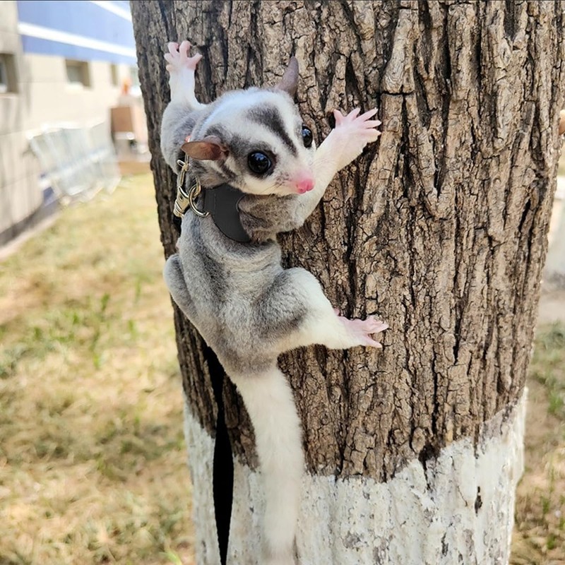 フクロモモンガ 牽引ロープ 小動物 モモンガ ハーネス リードセット ハムスター牽引ロープ 爬虫類 ハムスター お散歩