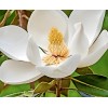 from, My Brooklyn Botanical Garden's Club Southern White Flowering Tulip