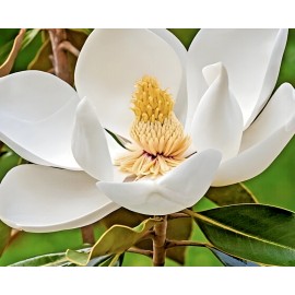 from, My Brooklyn Botanical Garden's Club Southern White Flowering Tulip Lily Magnolia Grandiflora Northern Tree~12 Seeds