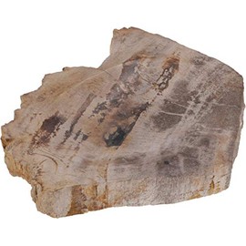GURU SHOP Exotic Soap Dish Made of Petrified Wood, Brown, 2.5 x 11 x 8.5 cm, Soap Dishes