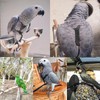 Bird Harness and Leash, Adjustable Parrot Outdoor Flying Training Rope