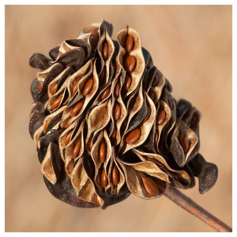 Everwilde Farms - 1 Lb Illinois Bundleflower Native Wildflower Seeds