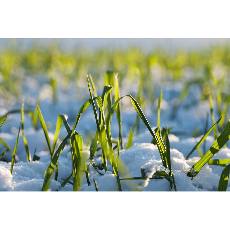 Hale Habitat & Seed Winter Wheat Food Plot Seed, 5