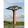 5 Adansonia Grandidieri Seeds, Grandidier's Baobab, Giant Baobab Seeds