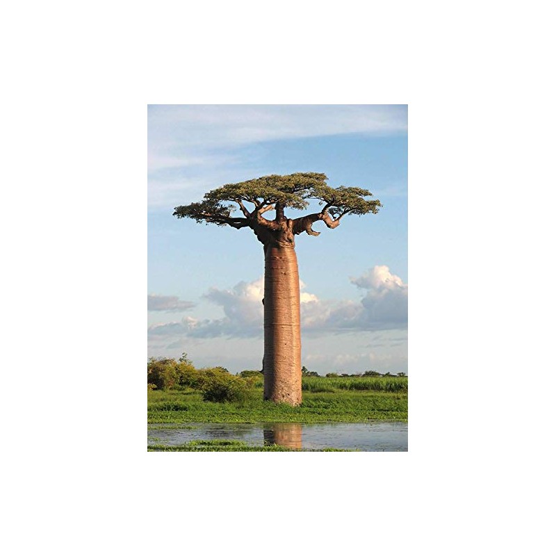 5 Adansonia Grandidieri Seeds, Grandidier's Baobab, Giant Baobab Seeds