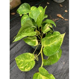 Pothos Gold 1 Gallon Tropical Plant