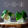 comforder Transparent Water Beads - Decorative Water Beads for Plants