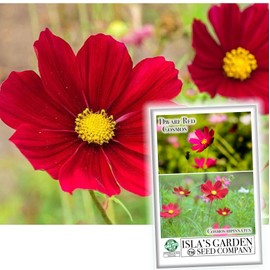 Dwarf Red Cosmos Flower Seeds for Planting, 100+ Heirloom Seeds Per Packet, (Isla's Garden Seeds), Non GMO Seeds, Scientific Name: Cosmos Bipinnatus, Great Home Flower Garden Gift