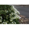 Agapanthus Getty White - 3 Live Plants - Blooming Groundcover