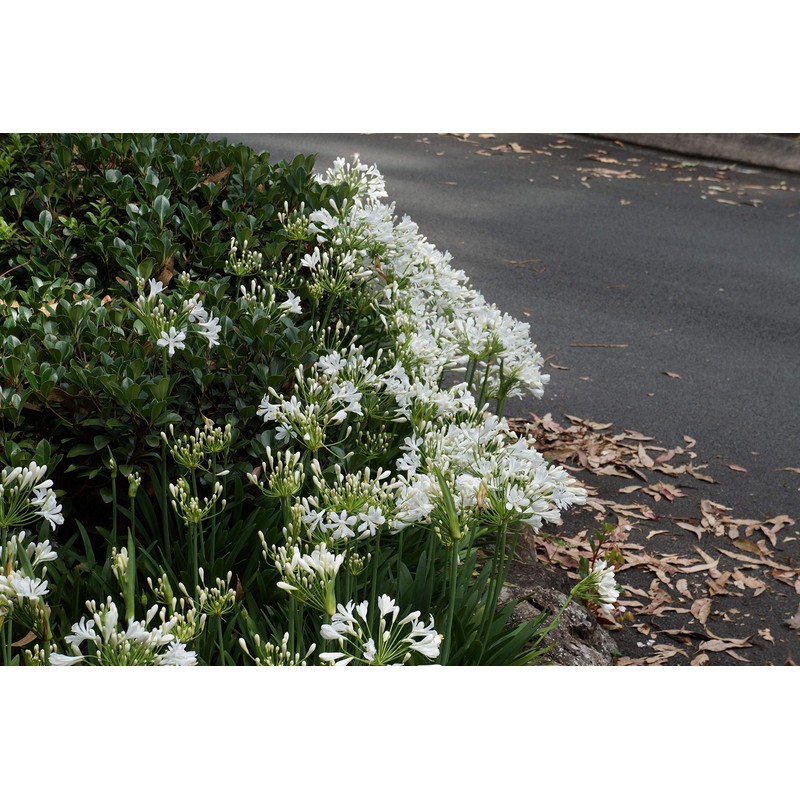Agapanthus Getty White - 3 Live Plants - Blooming Groundcover