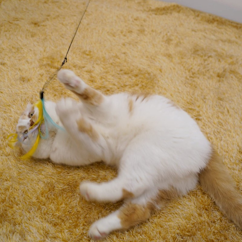 Catty Man Puffy Cat Cat Favorite Replacement Fluffy Angel x