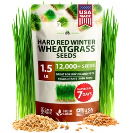 HOME GROWN 12,000+ Wheatgrass Seeds Bulk Pack(1.5 lb) 𝗡𝗢𝗡-𝗚𝗠𝗢 𝗨𝗦𝗔 Hard Red Winter Wheatgrass – Heirloom, Sprouting for Juicing, Microgreens, Smoothies & Indoor Gardening(Triticum aestivum)
