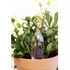 Kikkerland Hand Blown Glass Self Watering Stake for Potted Plants