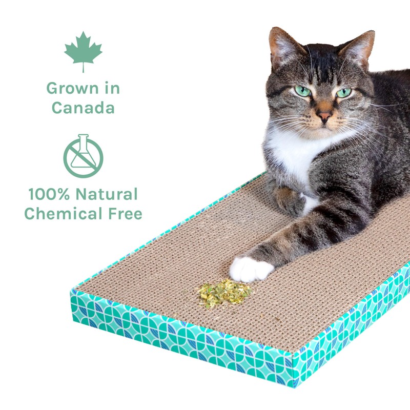Kitty City Cat Premium Natural Catnip Collection, Catnip Tin