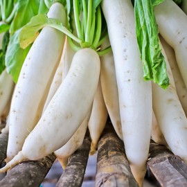Long White Radish Seeds Non GMO Heiroom Vegetable for Planting (500+)