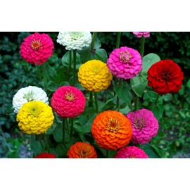 Terry Zinnia Mix Common Zinnia Elegant Zinnia100+ Seeds for Planting Garden Flowers