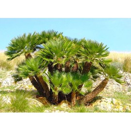 TomorrowSeeds - European Fan Palm Tree Seeds - 5+ Count Packet - for 2024 Chamaerops Humilis Dwarf Rock Mexican Palmito Tropical Perennial Trees