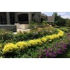 Sunshine Dwarf Ligustrum - Live Plant - Full Gallon Pot