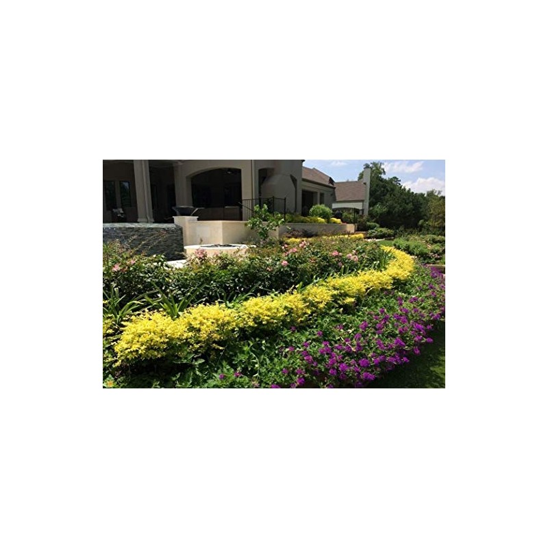 Sunshine Dwarf Ligustrum - Live Plant - Full Gallon Pot